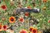 dsc_9560_fs_small.jpg