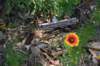 dsc_9561_fs_small.jpg