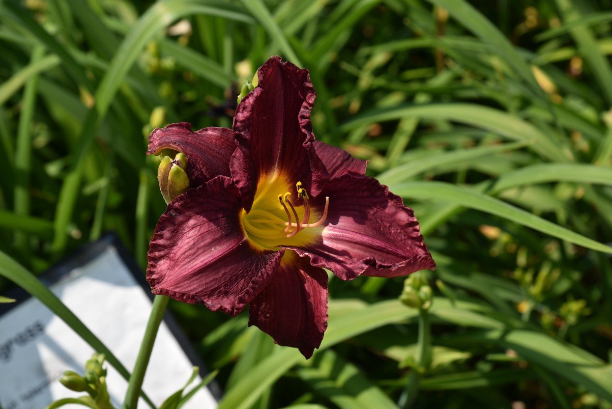 dsc_9563_fs.jpg