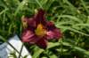 dsc_9563_fs_small.jpg