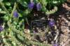 dsc_9565_fs_small.jpg