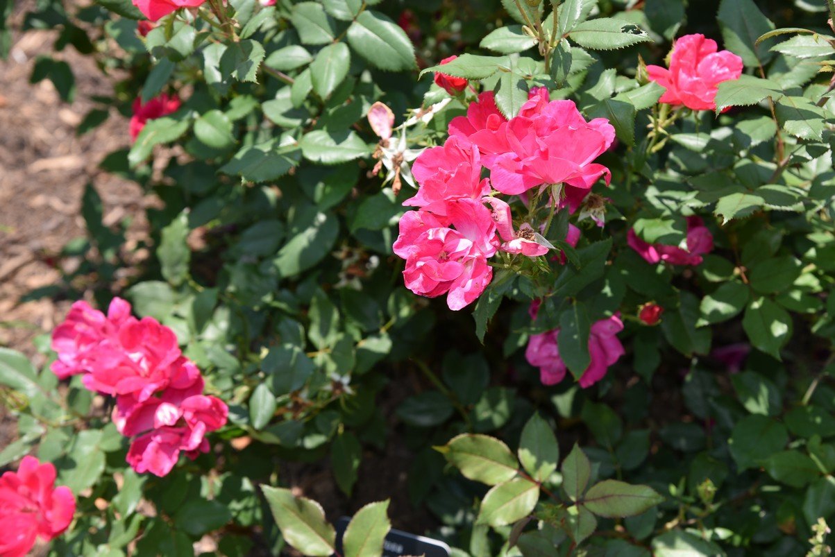dsc_9569_fs.jpg