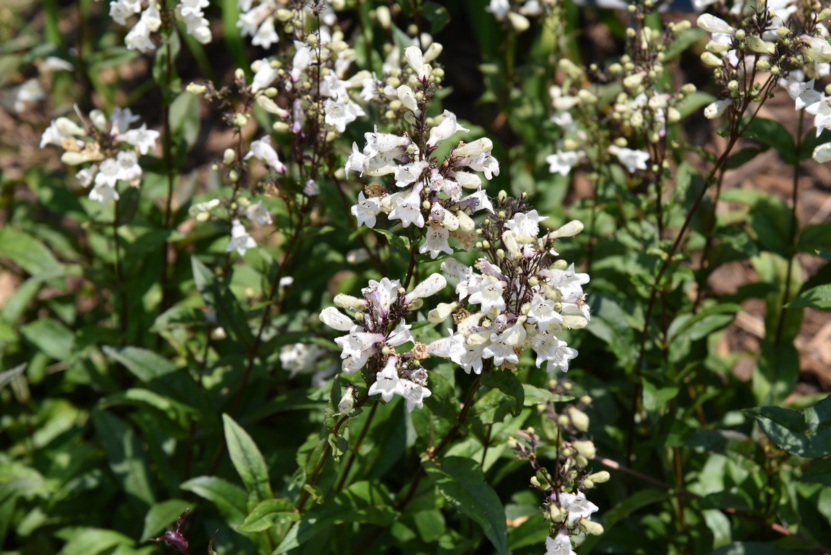 dsc_9574_fs.jpg