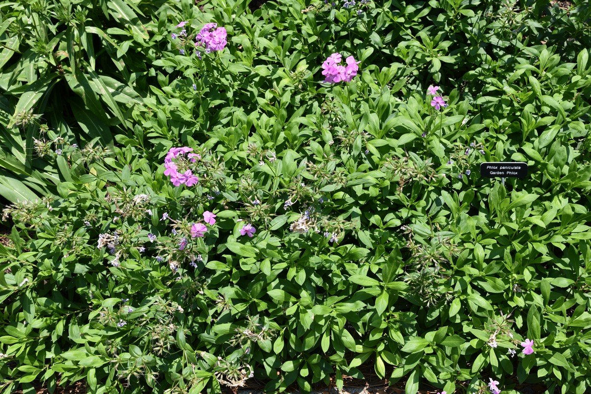 dsc_9583_fs.jpg