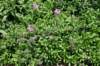 dsc_9583_fs_small.jpg