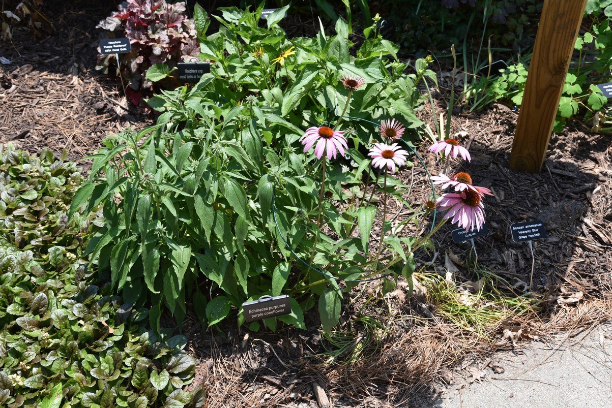 dsc_9585_fs.jpg