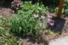 dsc_9585_fs_small.jpg