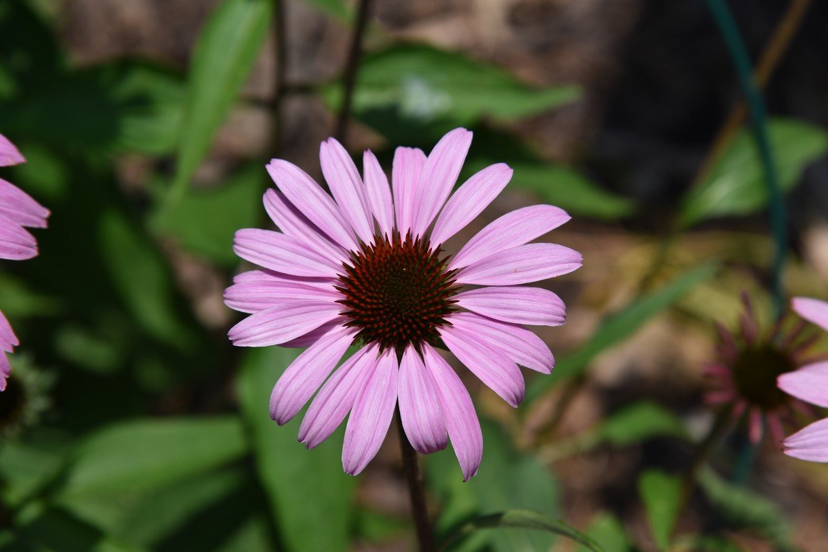 dsc_9587_fs.jpg