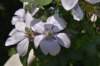 dsc_9589_fs_small.jpg