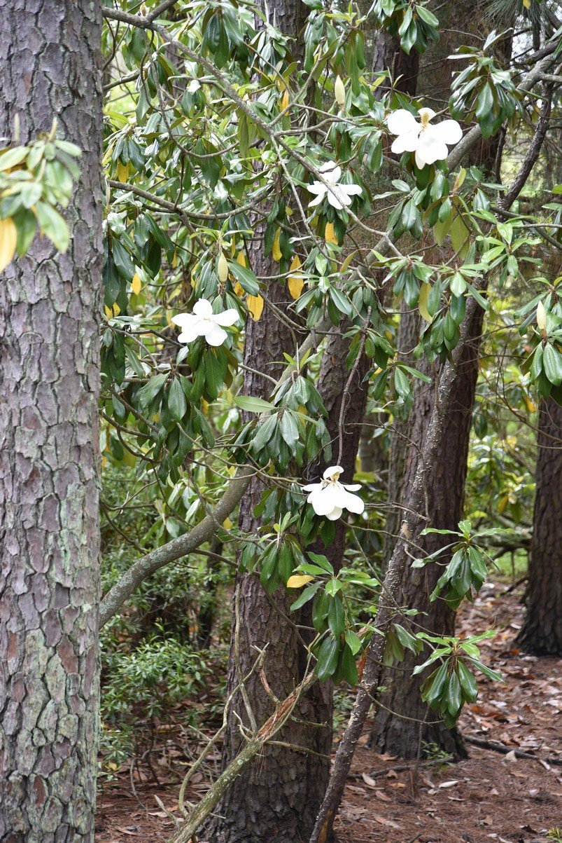 dsc_9672_fs.jpg