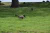 dsc_9791_fs_small.jpg