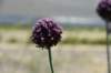 dsc_9818_fs_small.jpg