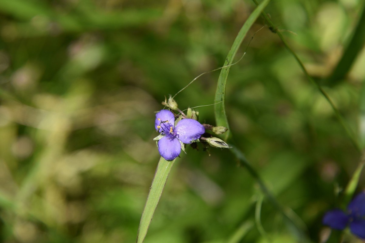 dsc_3559_fs.jpg