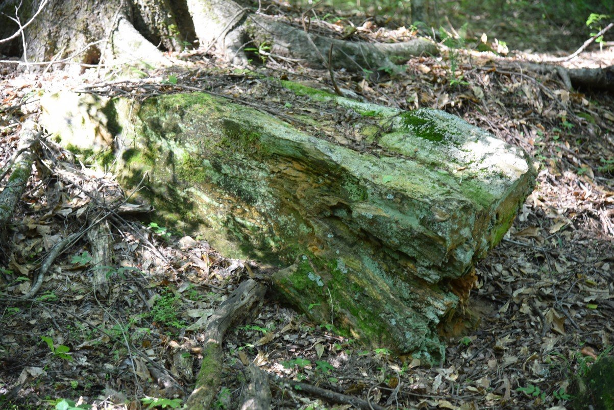 dsc_3755_fs.jpg