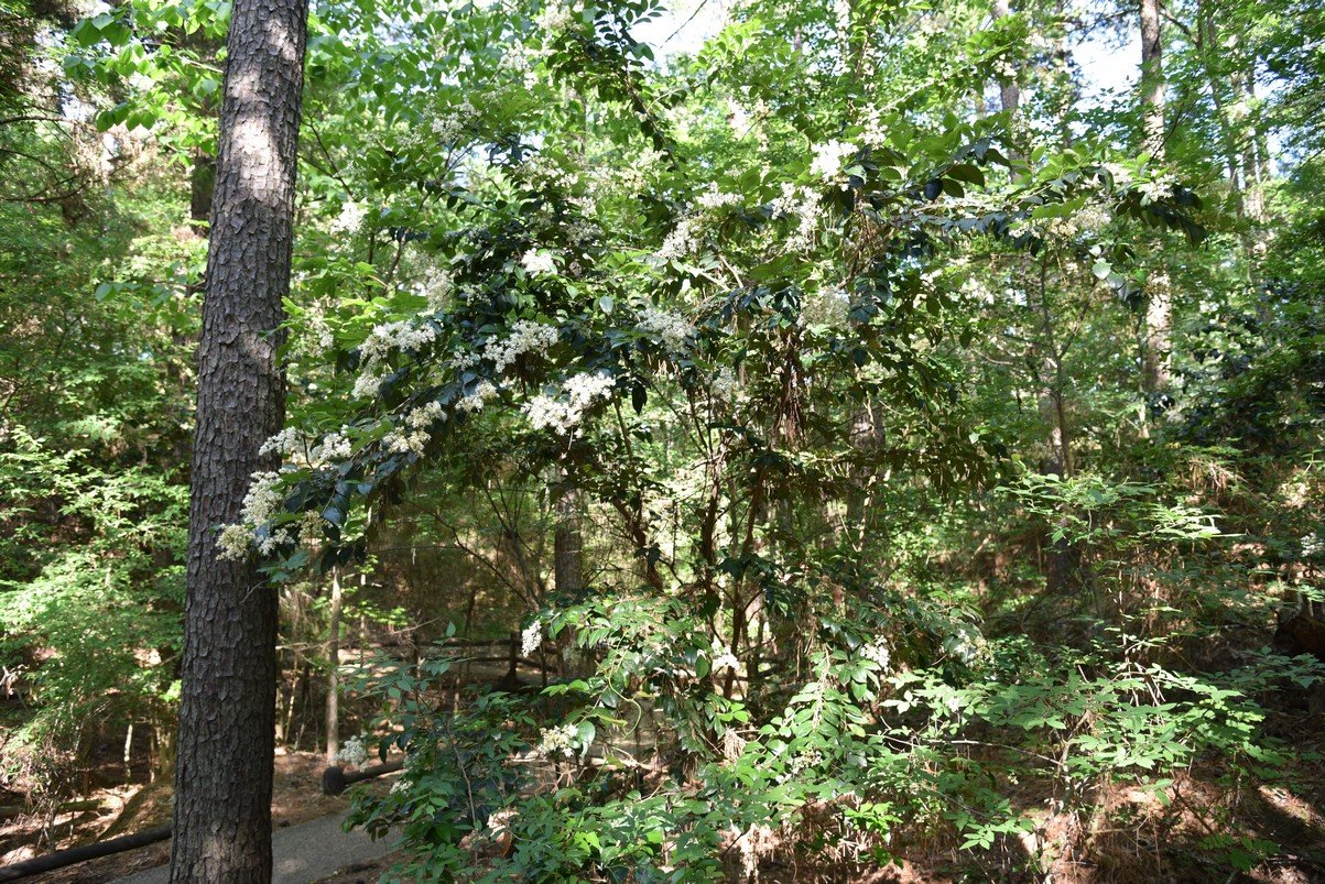 dsc_3799_fs.jpg
