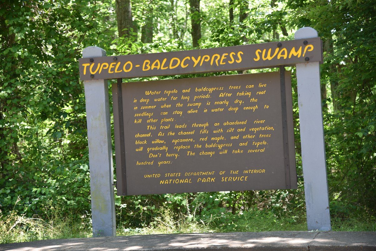 tupelobaldcypressswampdsc_4056.jpg