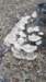 _184409_fs_small.jpg
