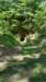dsc_4200_fsb_small.jpg