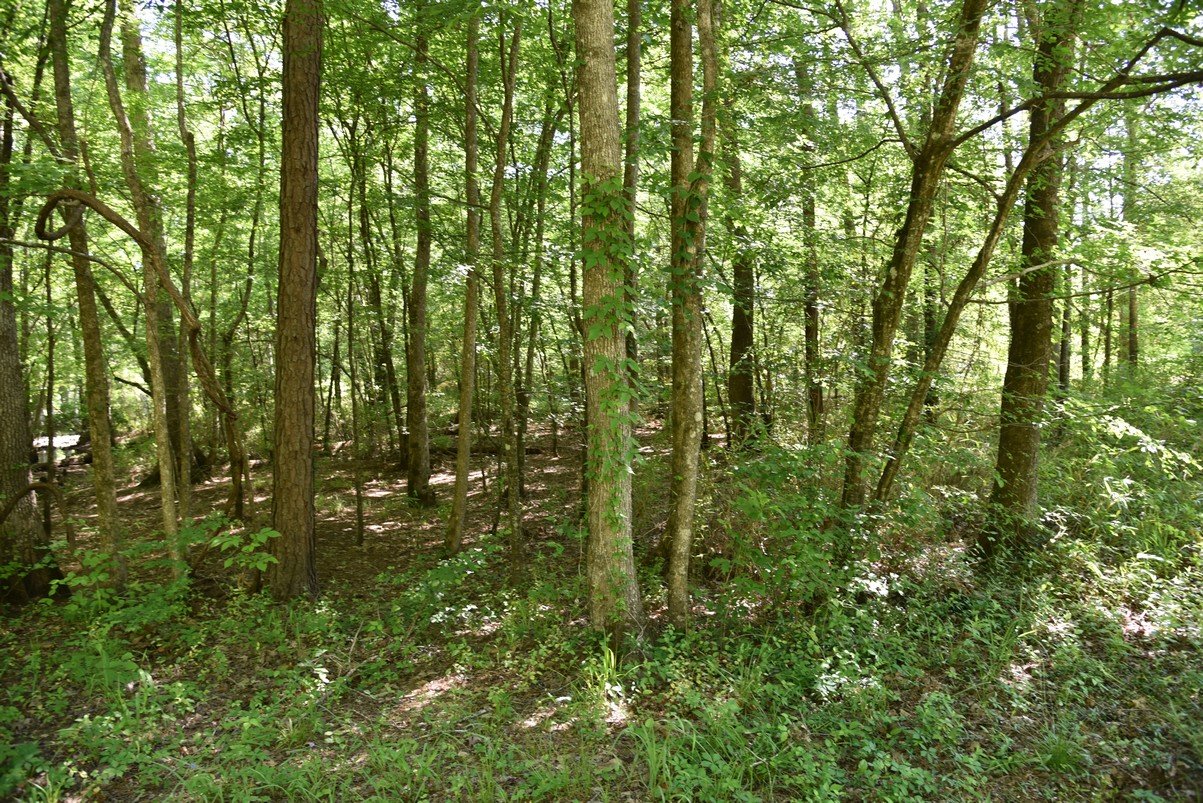 dsc_4213_fs.jpg