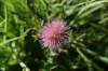 dsc_4165_fs_small.jpg