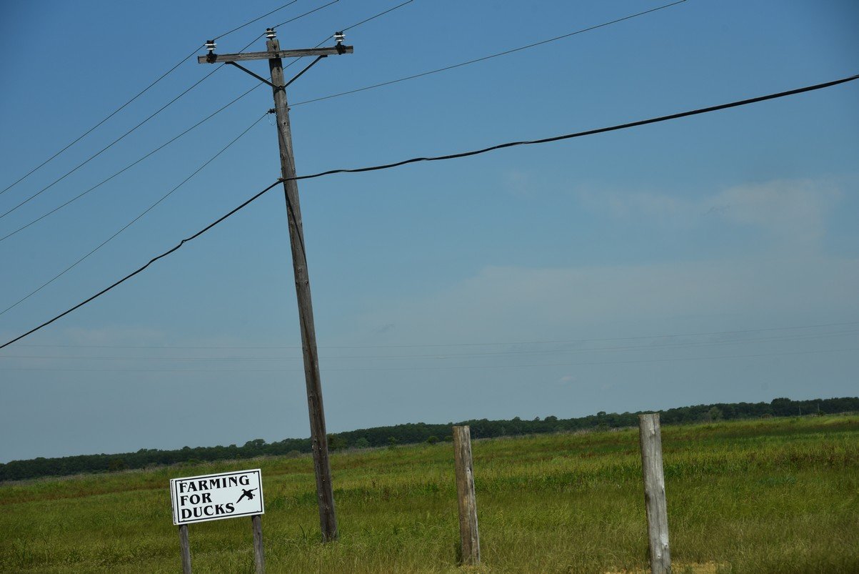 farmingforducksdsc_4274_fs.jpg