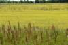 leroypercycampgrounddsc_4282_fs_small.jpg