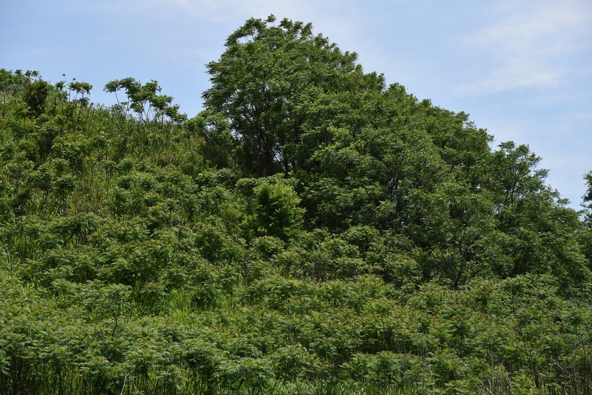 dsc_4349_fs.jpg