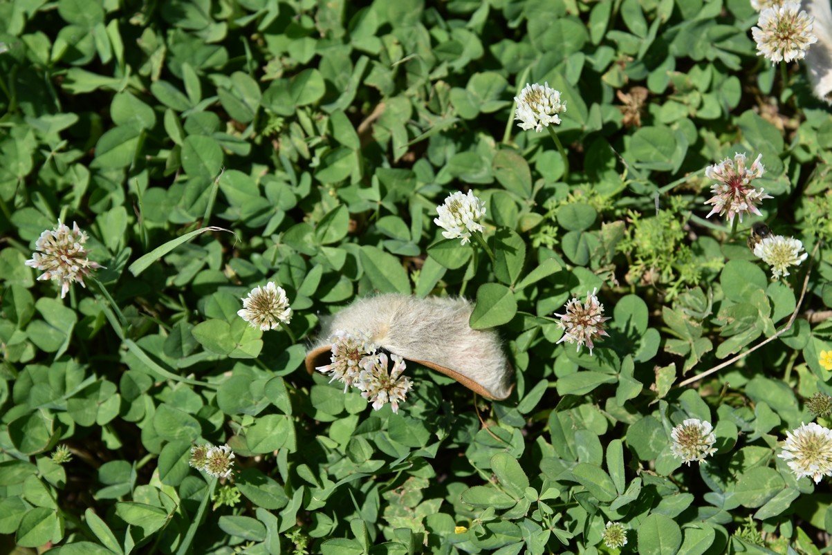 dsc_4363_fs.jpg