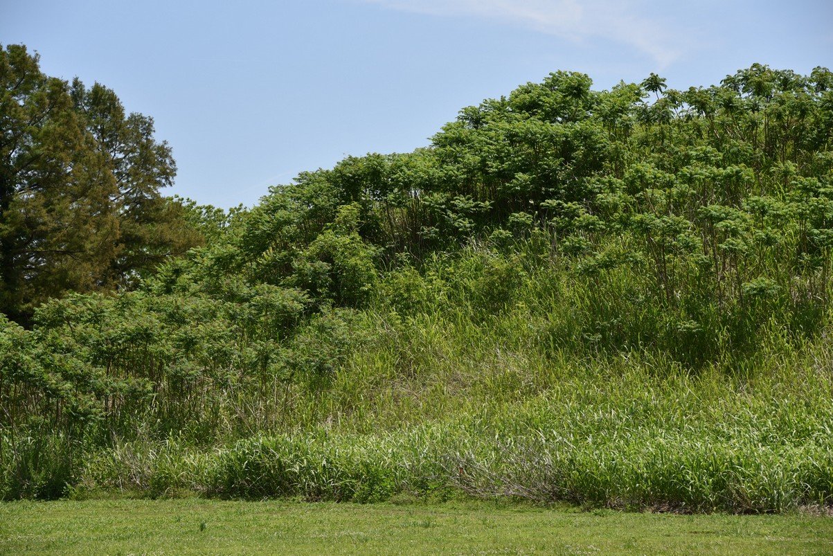 dsc_4374_fs.jpg
