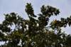 dsc_4391_fs_small.jpg