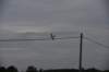 dsc_4440_fsduster_small.jpg