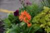 dsc_4540_fs_small.jpg