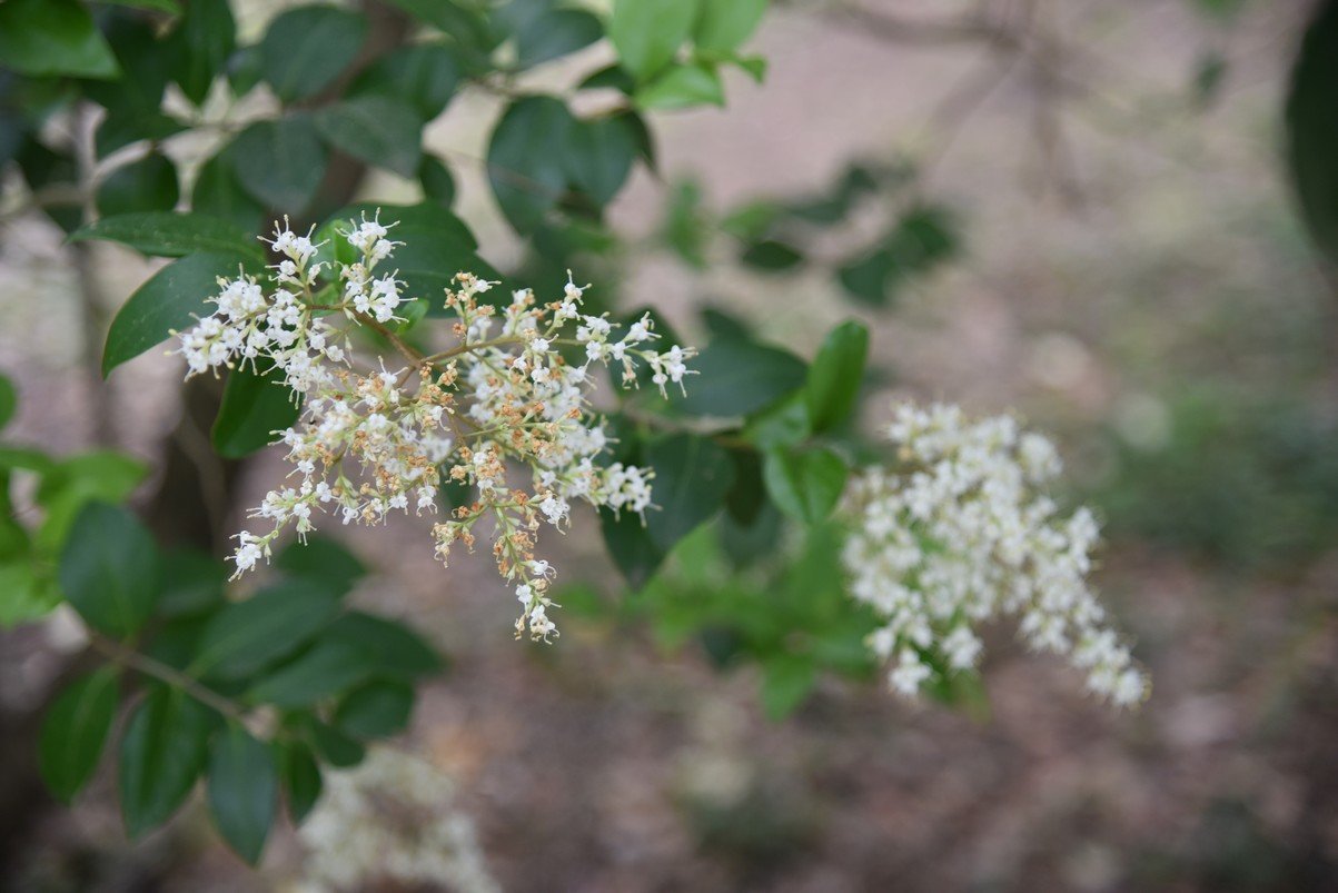 dsc_4512_fs.jpg