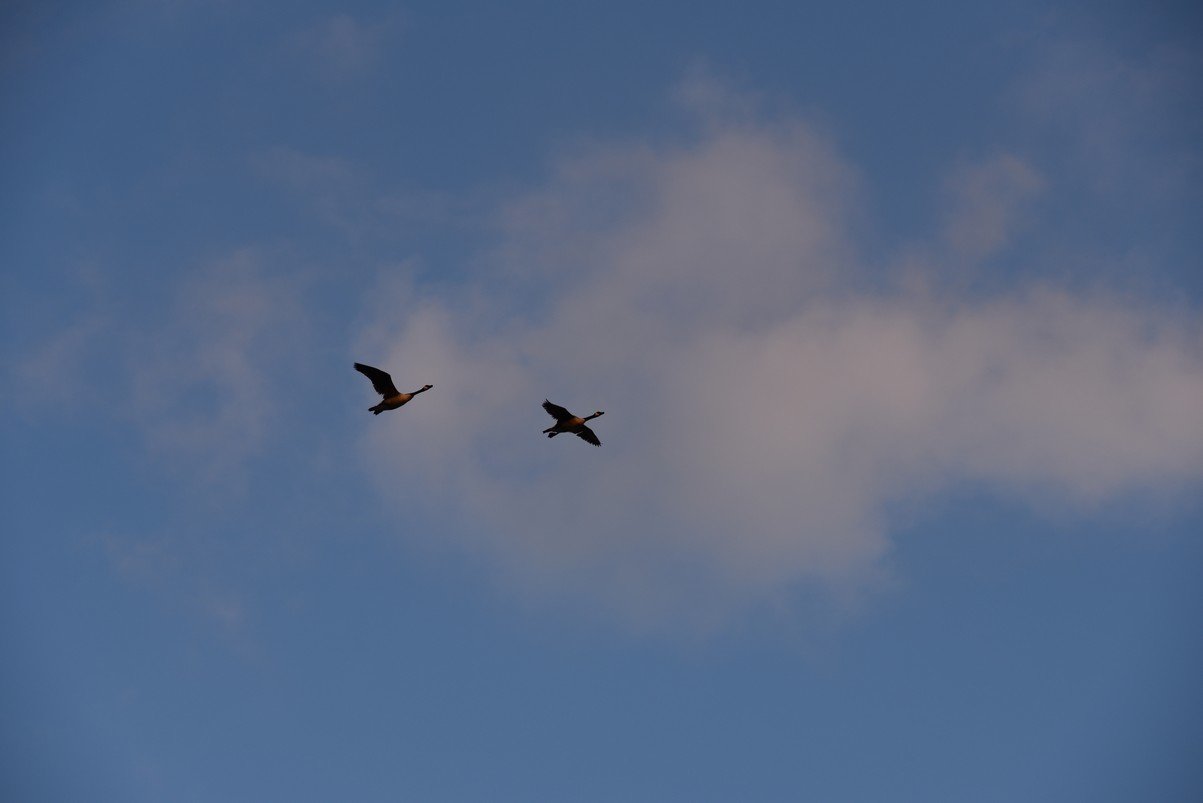 dsc_2326birds.jpg