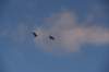 dsc_2326birds_small.jpg