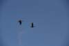 dsc_2327birds_small.jpg