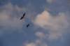 dsc_2328birds_small.jpg