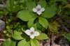 dsc_3636_fs_small.jpg