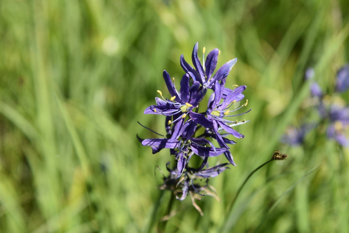 dsc_3690_fs.jpg